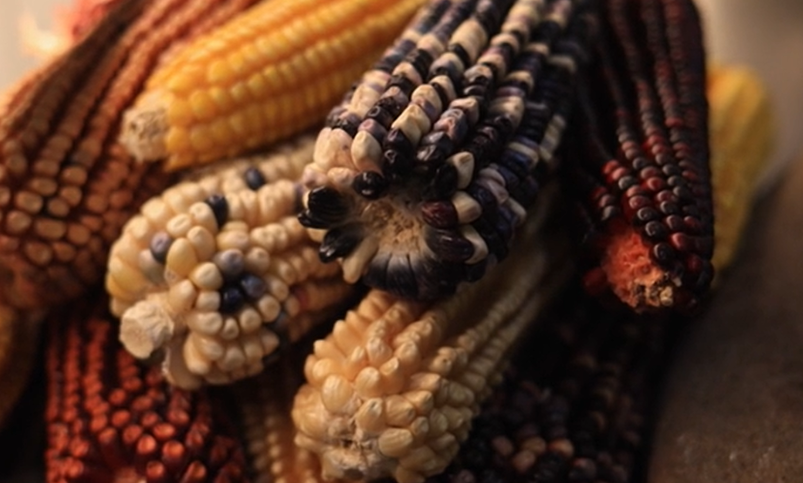 Un empilement d'épis de maïs de couleurs différents et débarrassés de leurs feuilles